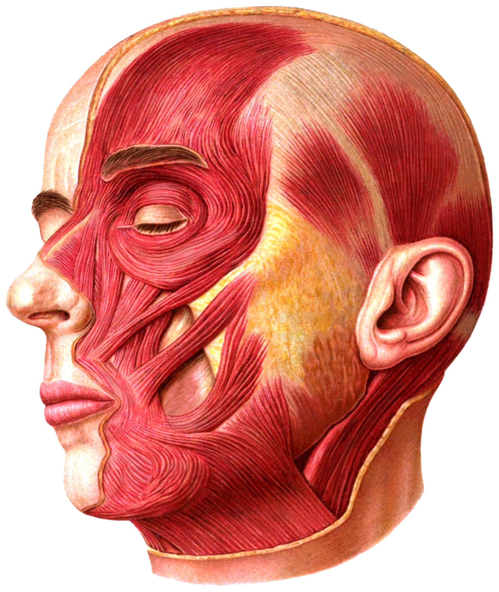 Sobotta 1909 fig.260 facial muscles lateral view no labels